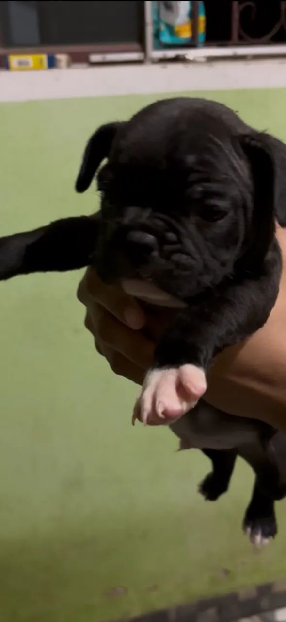 Buldogue premium  - Foto 4