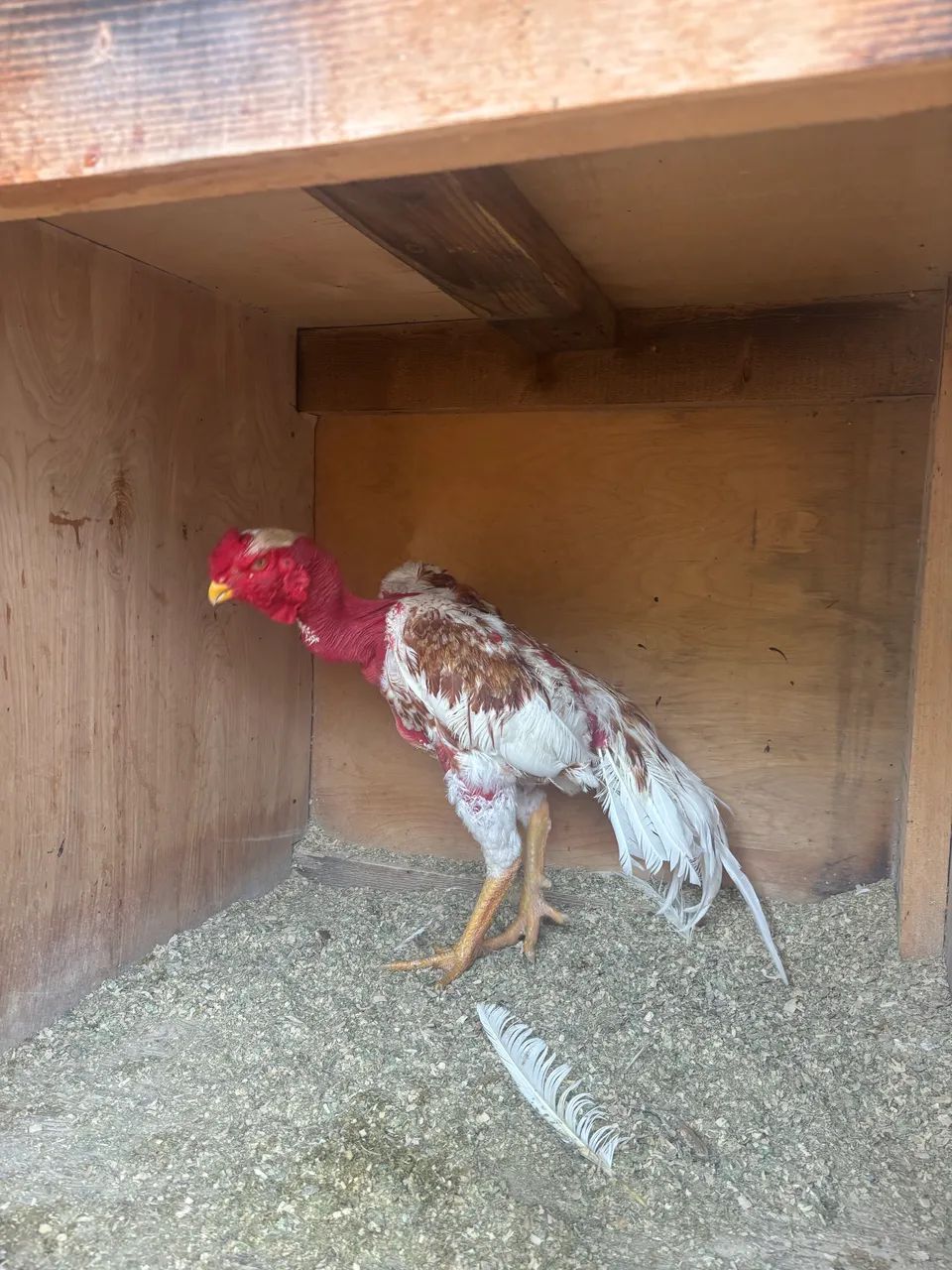 Galo índio bico curto Madagascar