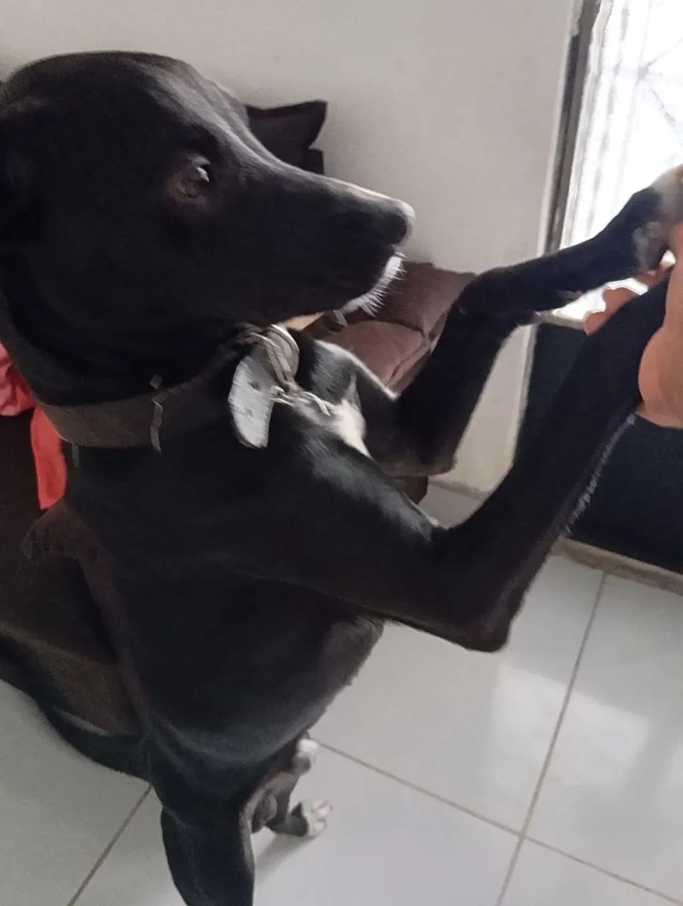 Um lar para o Spike 