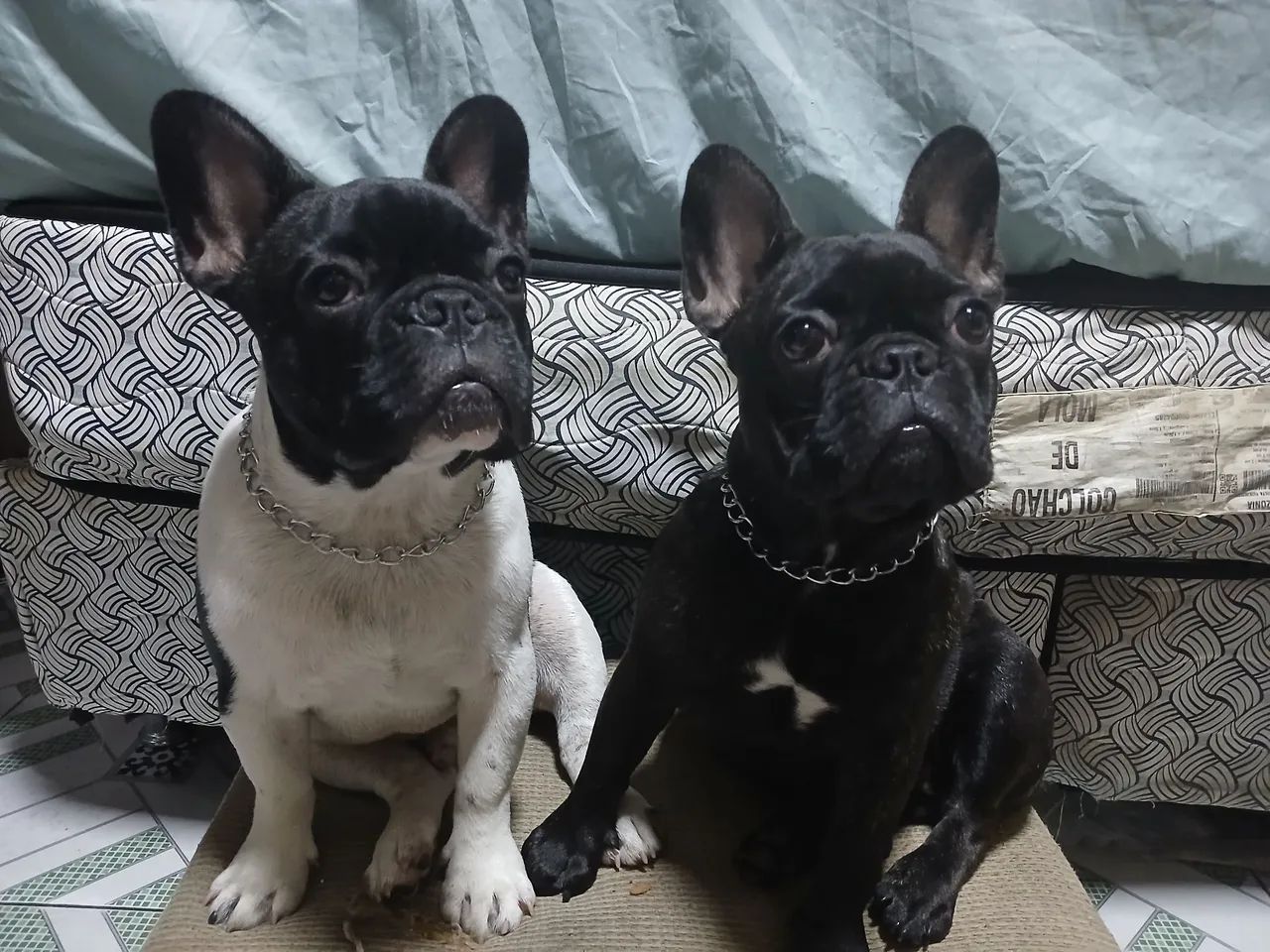 Buldogue frances vendo 