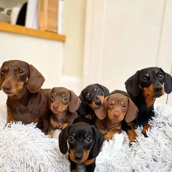 Basset Teckel (Dashund)