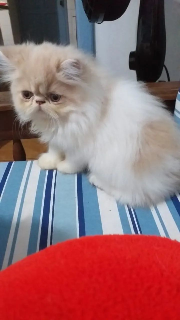 Filhotes de Gato Persa - Foto 2
