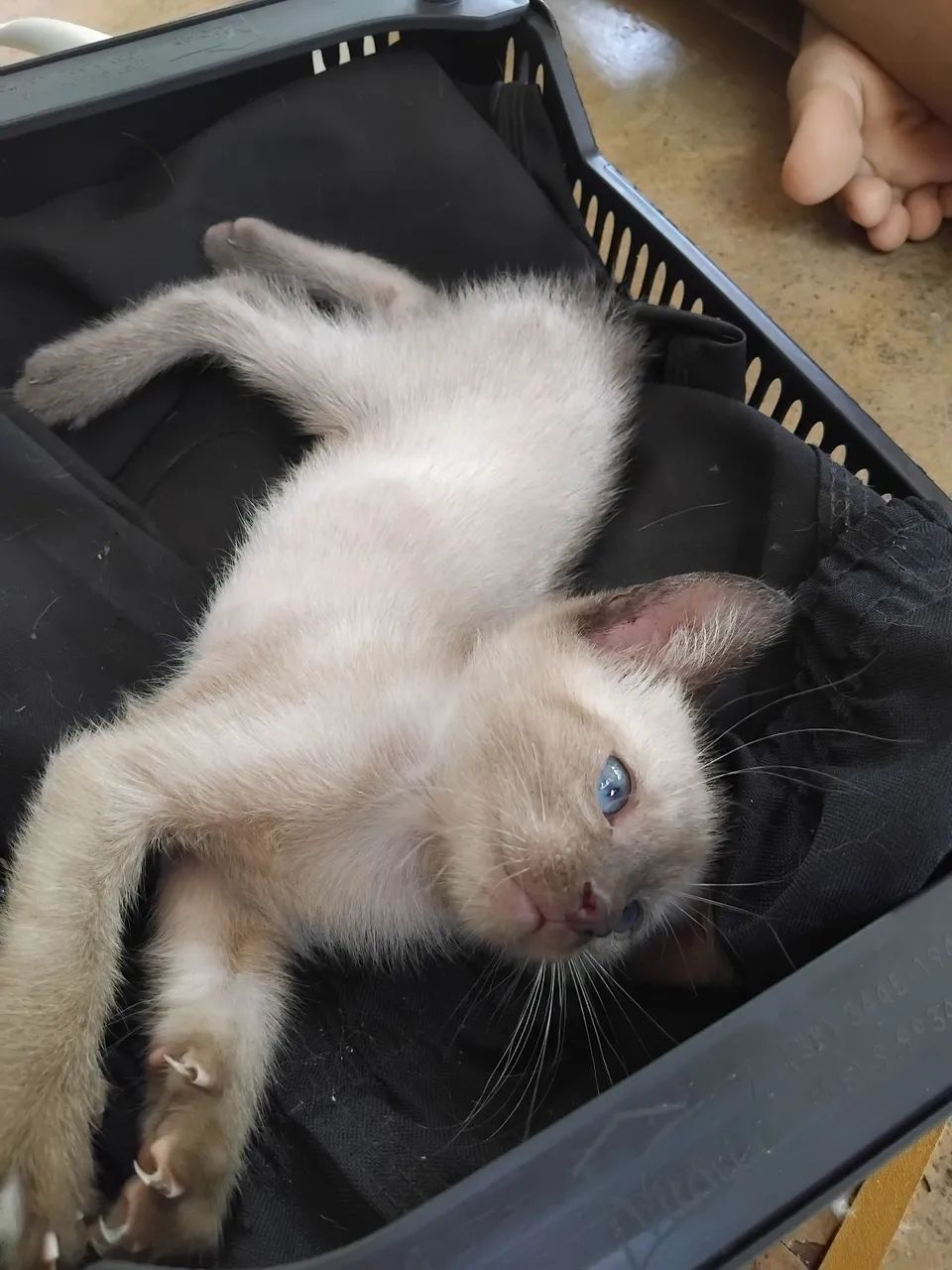 Gatinhos de 3 meses para adoção ,siameses ,um casal  - Foto 5