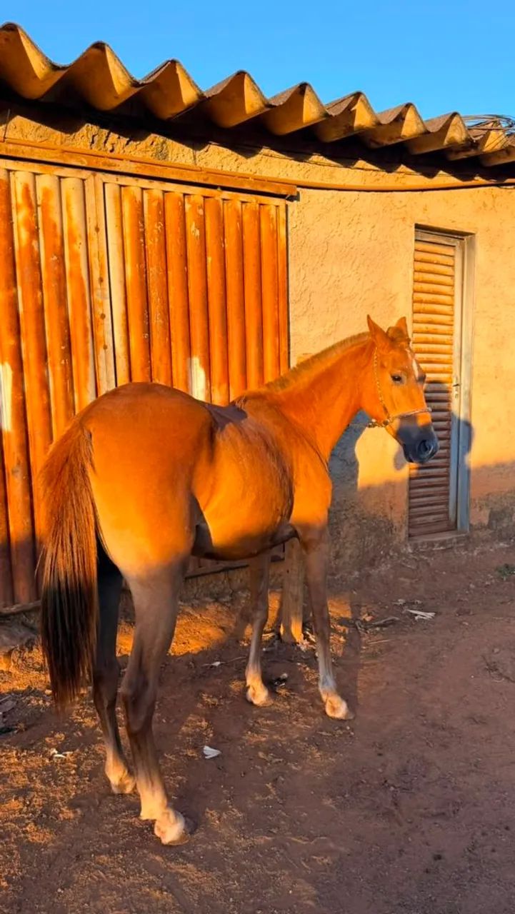 Potra Mangalarga  - Foto 2