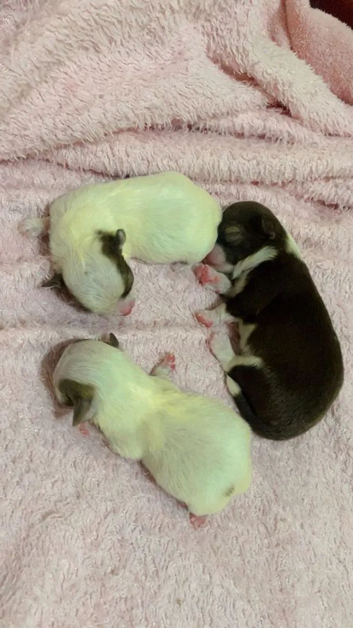 Chihuahua pelo longo 