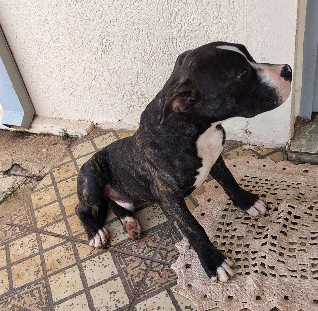 Filhote de Amstaff 