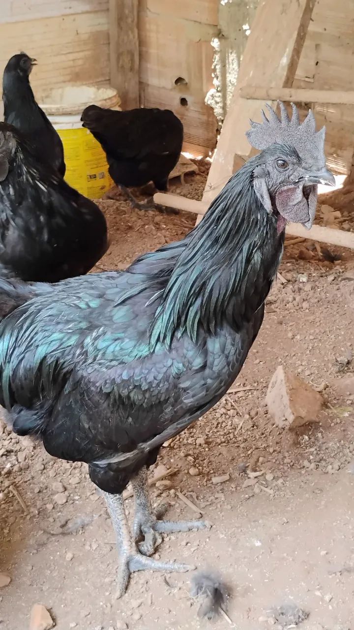 Ovos galados de AYAM CEMANI - Foto 2
