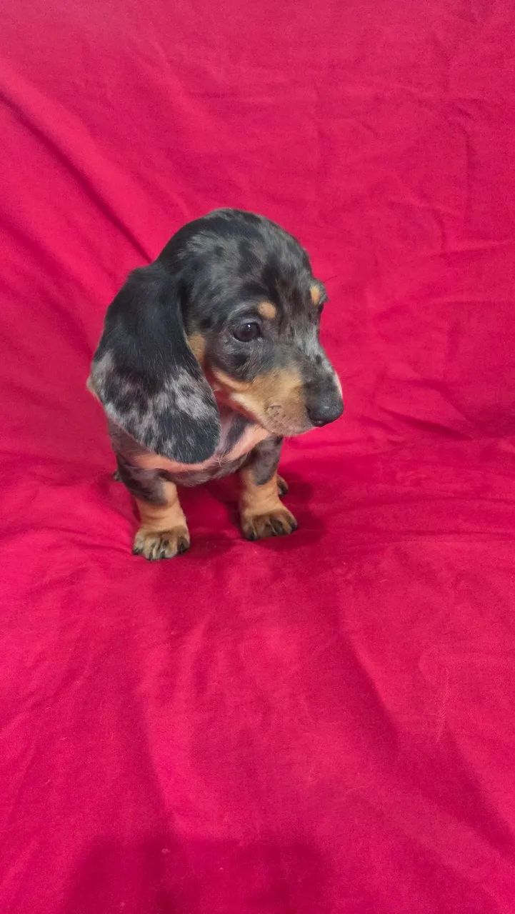 Dachshund machinho  - Foto 3