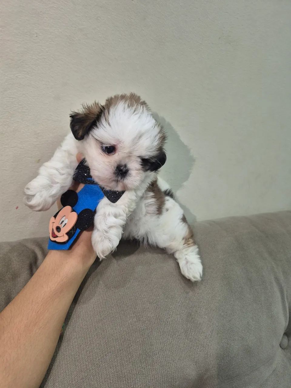 Shitzu femeas micro  - Foto 4
