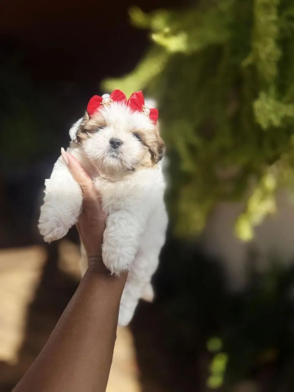 Shih Tzu 