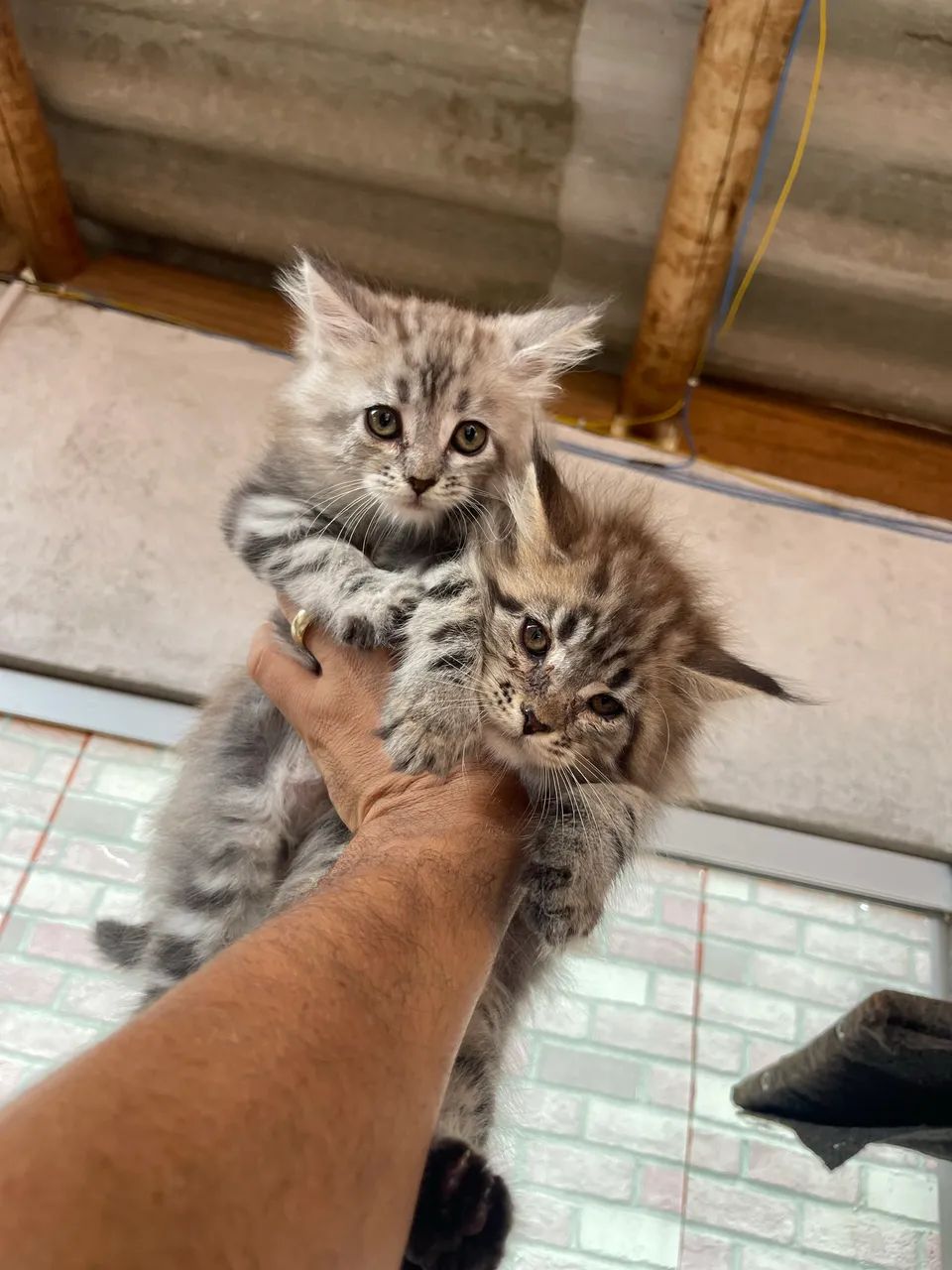 Fêmeas de gato Maine coon  - Foto 2