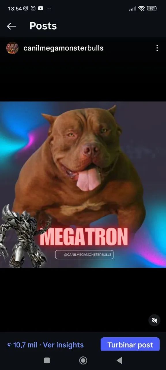 VENDO REPRODUTOR PITMOSTER SUPER DÓCIL 