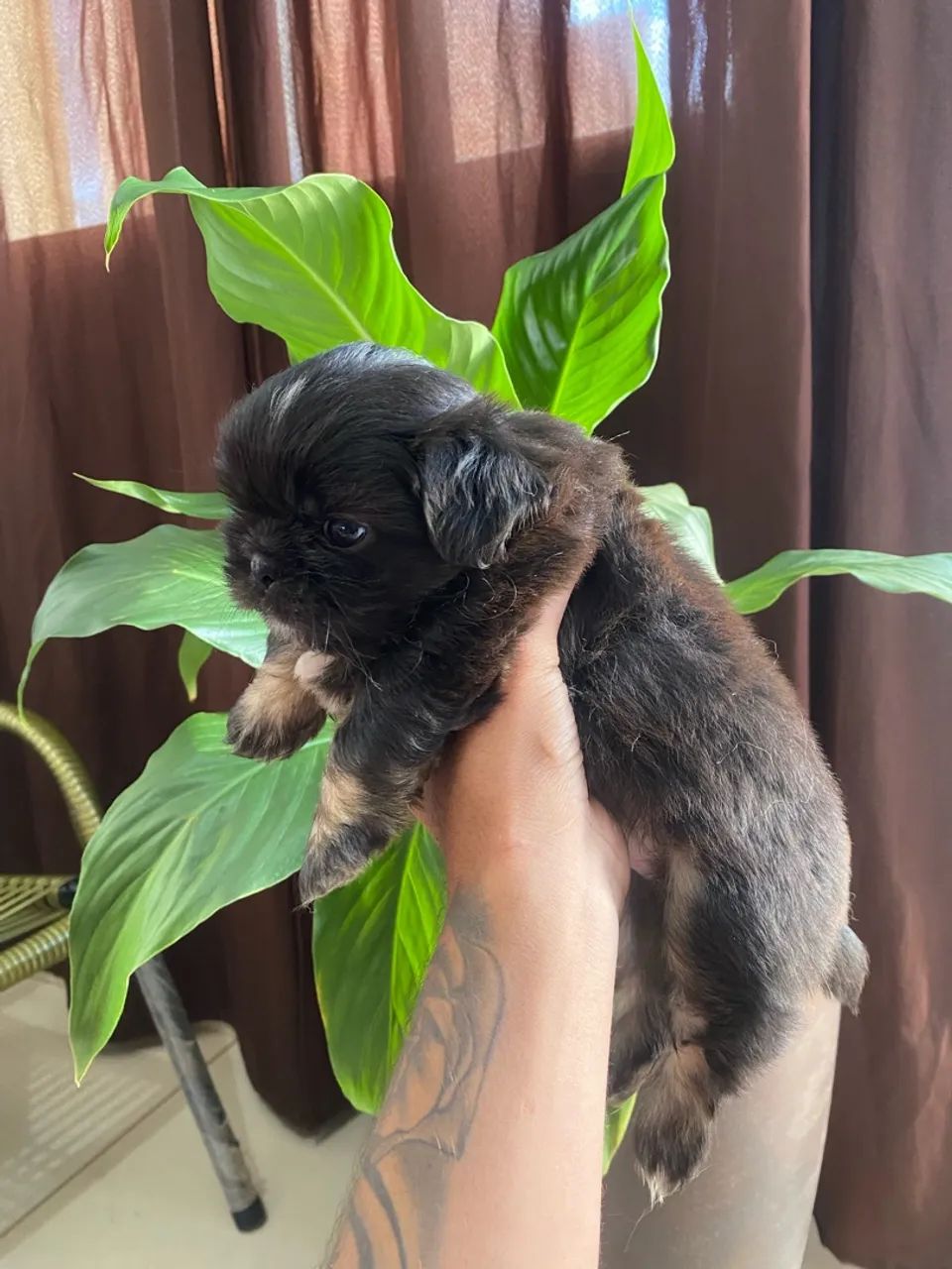 Shihtzu - Foto 2