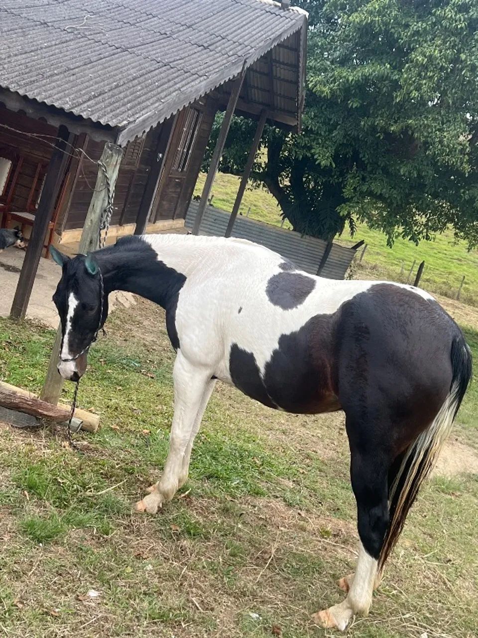 Égua Paint horse - Foto 2