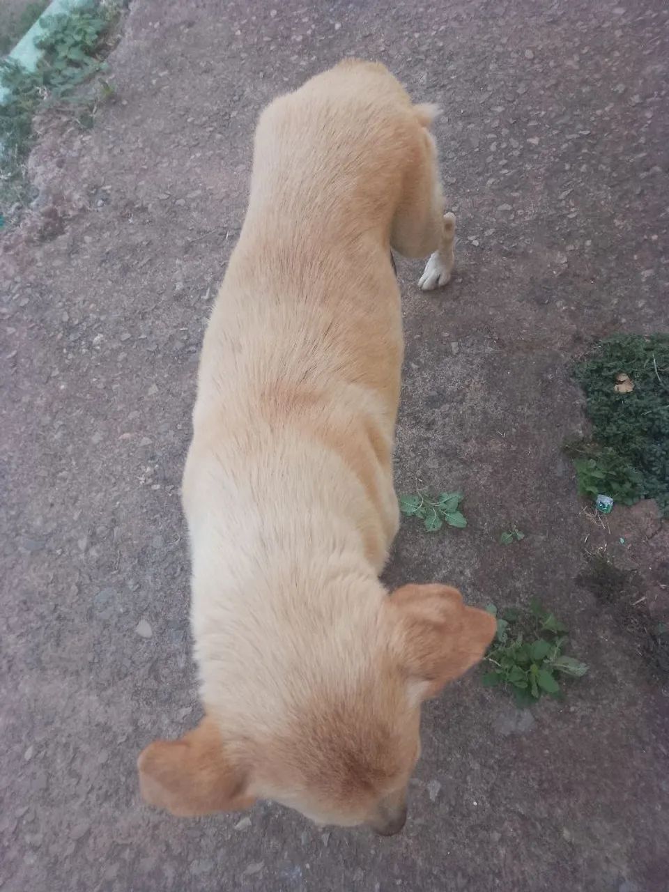 Para adoção - Foto 4