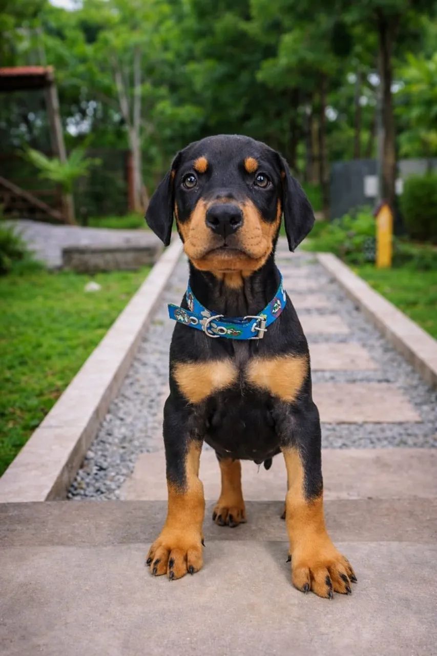 Filhotes de Doberman  - Foto 2