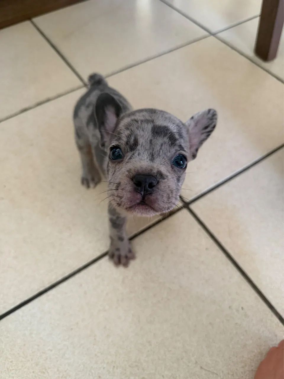 Filhotes de Buldogue francês  - Foto 4