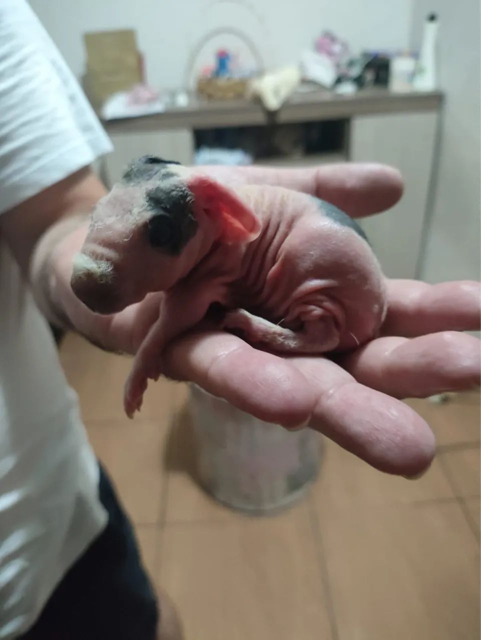 Vende se porquinho da índia  - Foto 3