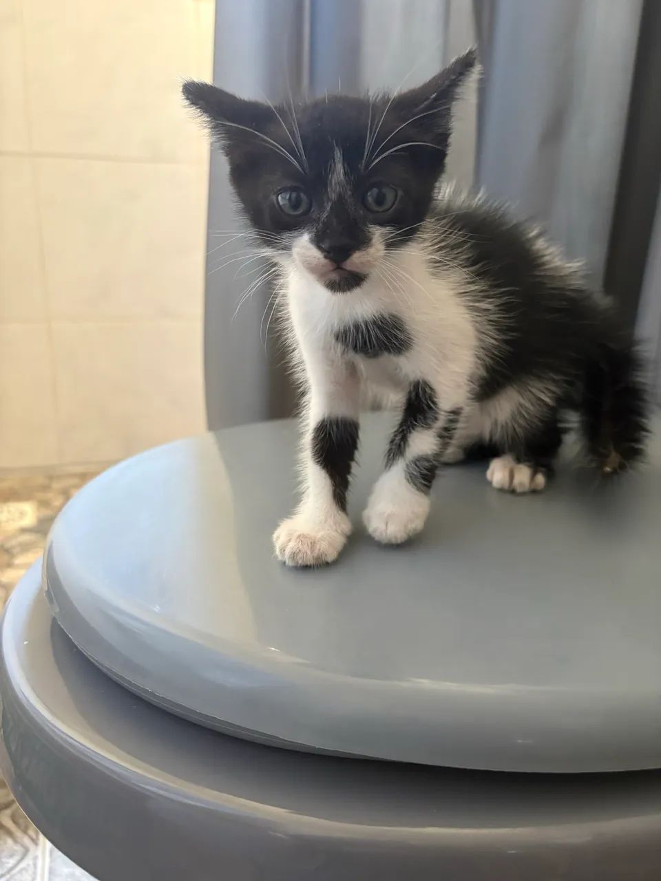 Doação de Gatas Filhotes - Foto 3