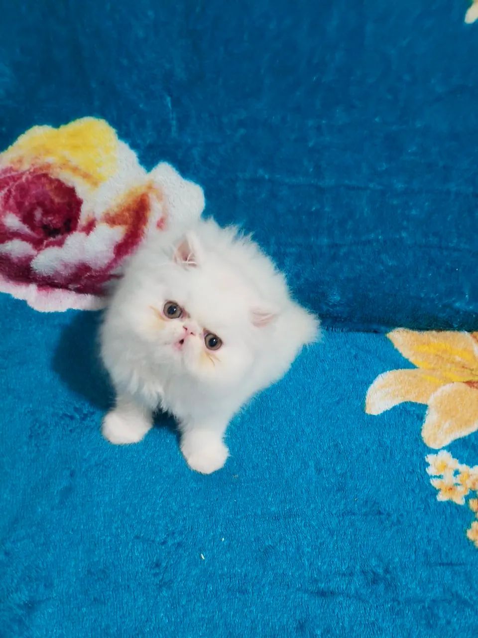 PERSA Verdadeiro - FÊMEA TopShow - Foto 6