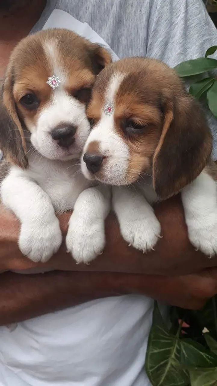 Beagle belos fihotes   - Foto 5
