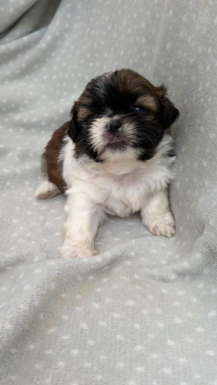 ShihTzu Macho disponível  - Foto 3