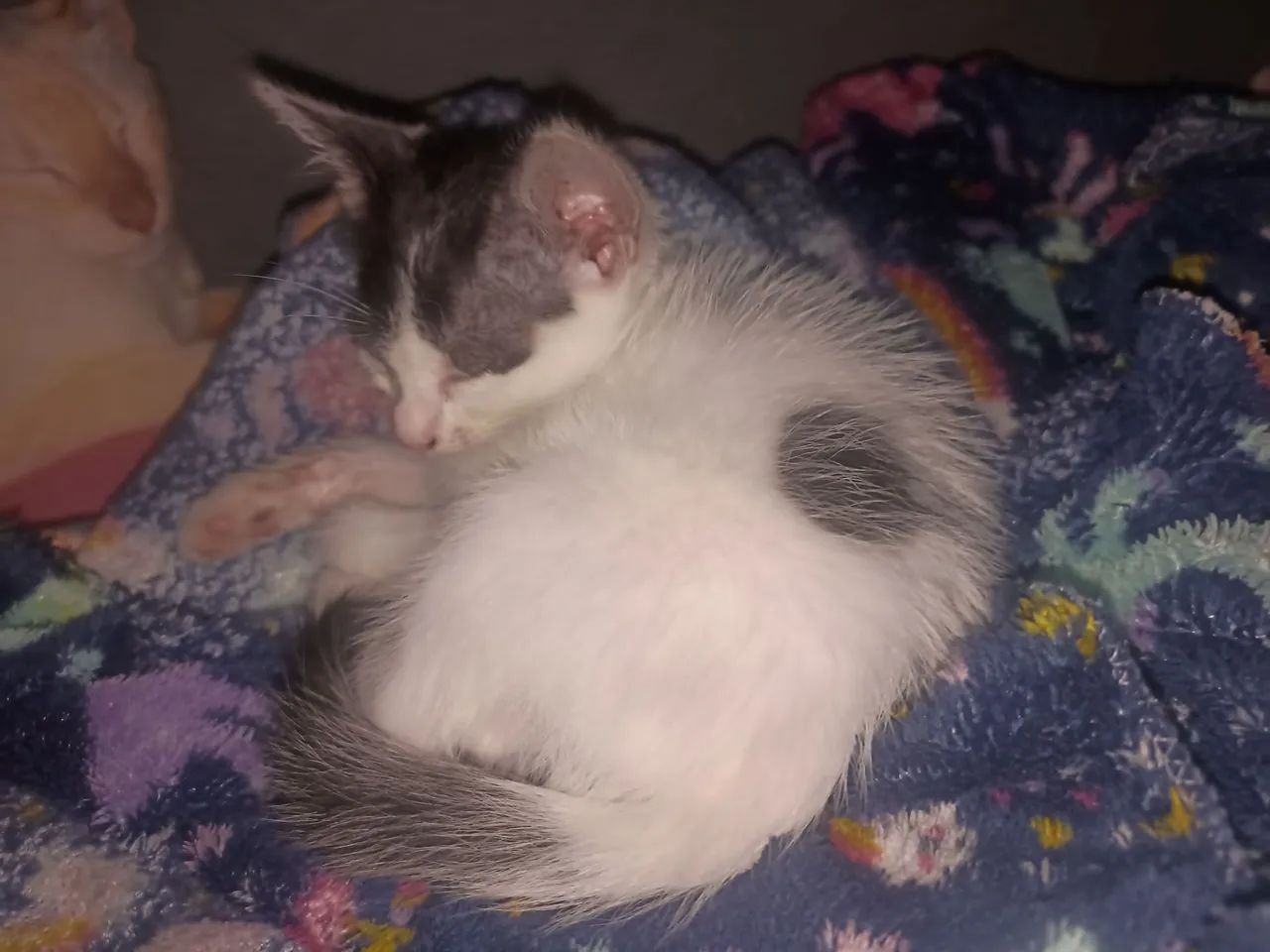 Gato filhote para doação  - Foto 3