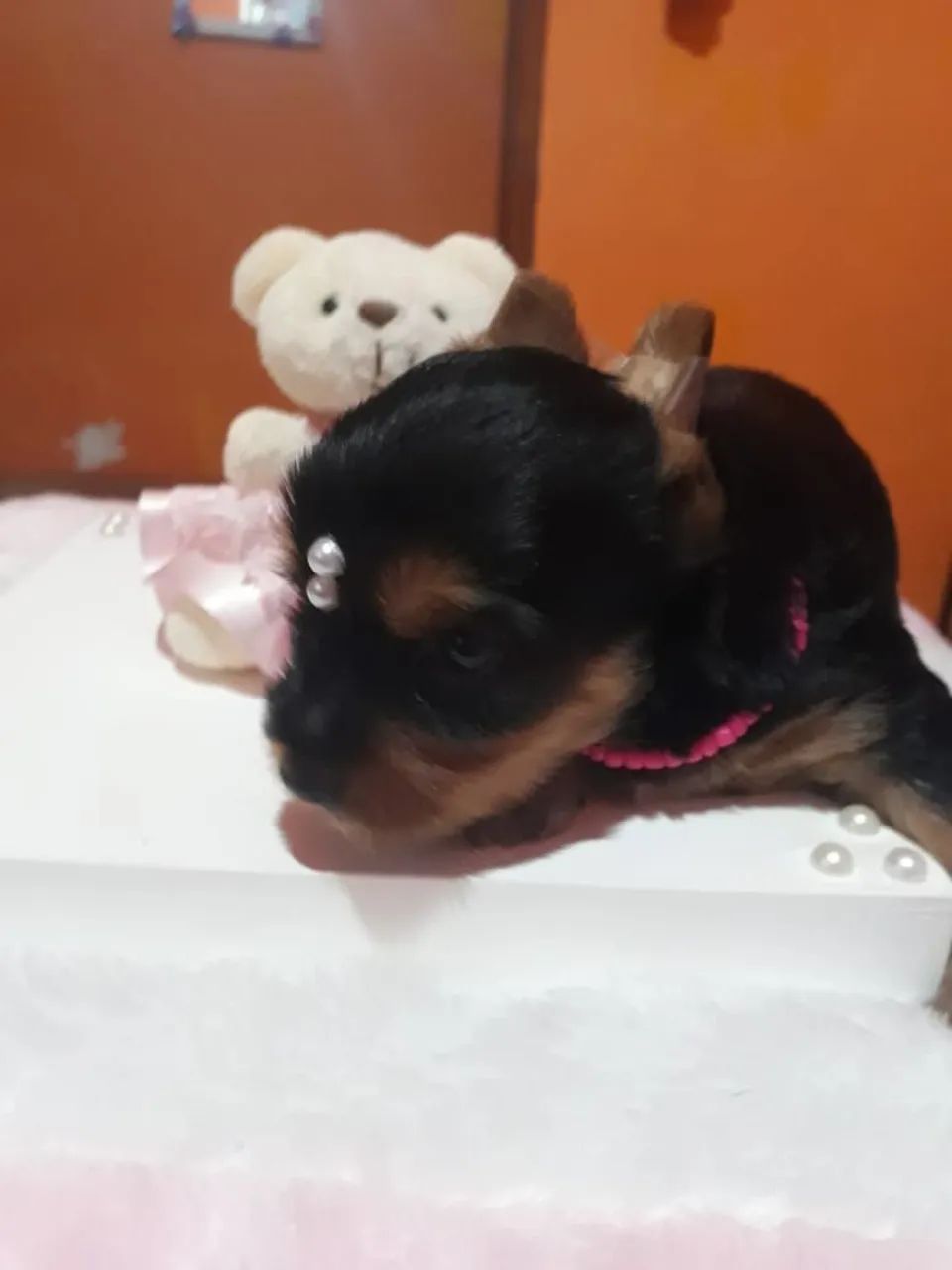 Yorkshire terrier 