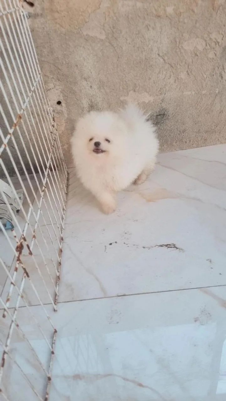 Cachorro - Foto 2