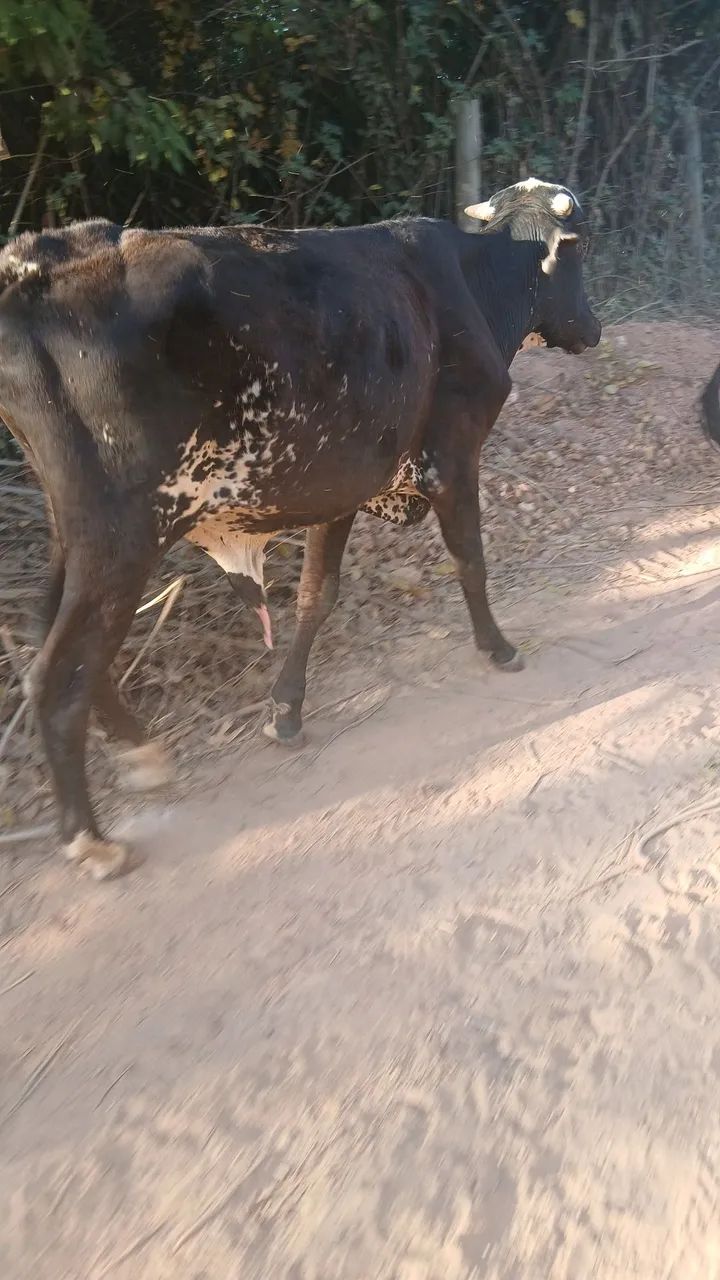 Garrote  - Foto 2