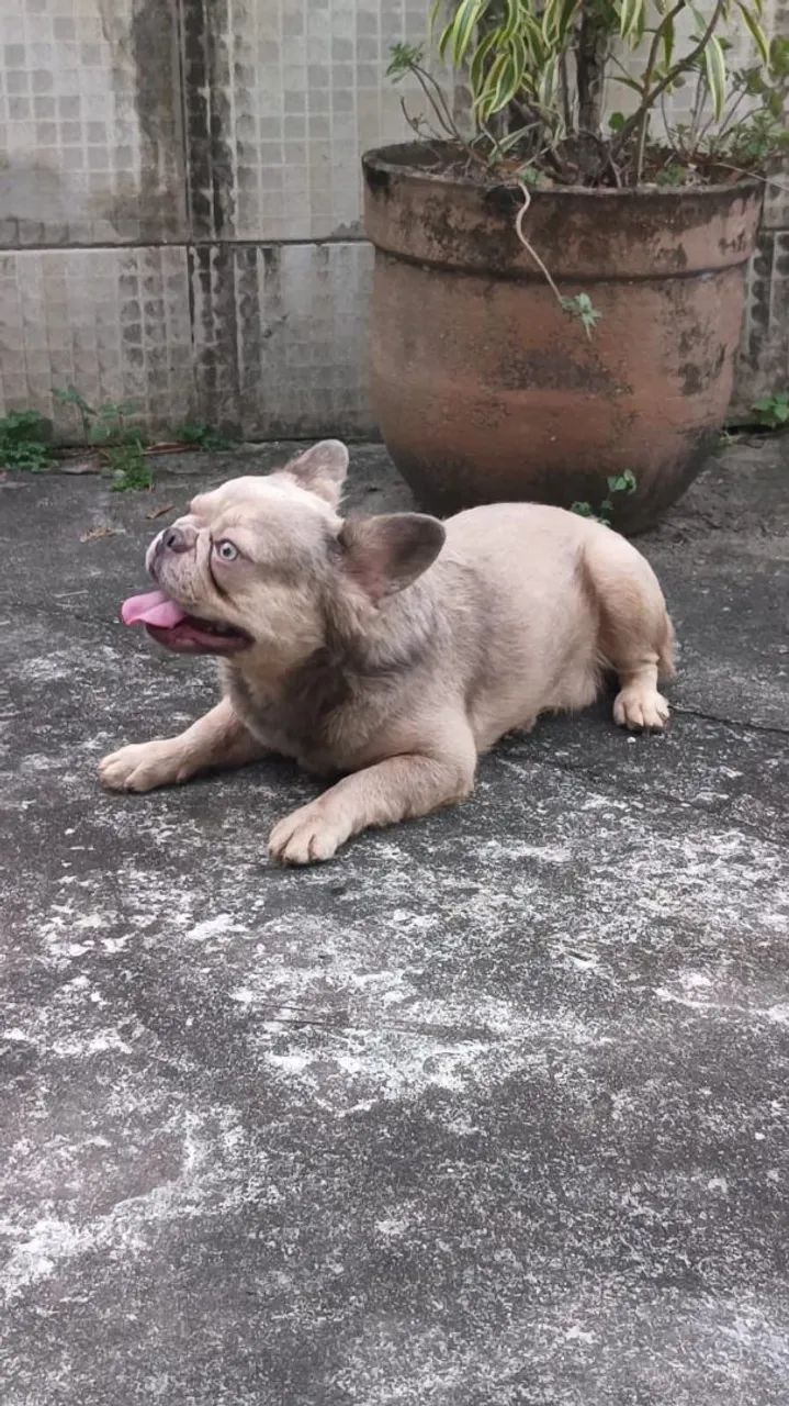 Bulldog Francês  - Foto 2