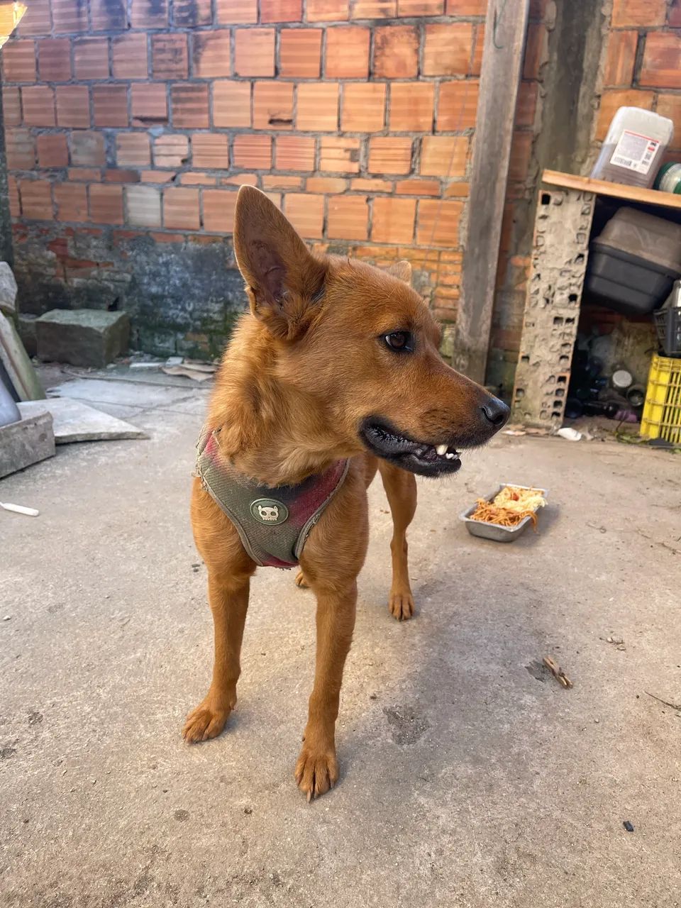 Cachorra para adoção  - Foto 2