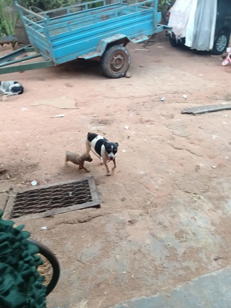 Pinscher minúscula  - Foto 4