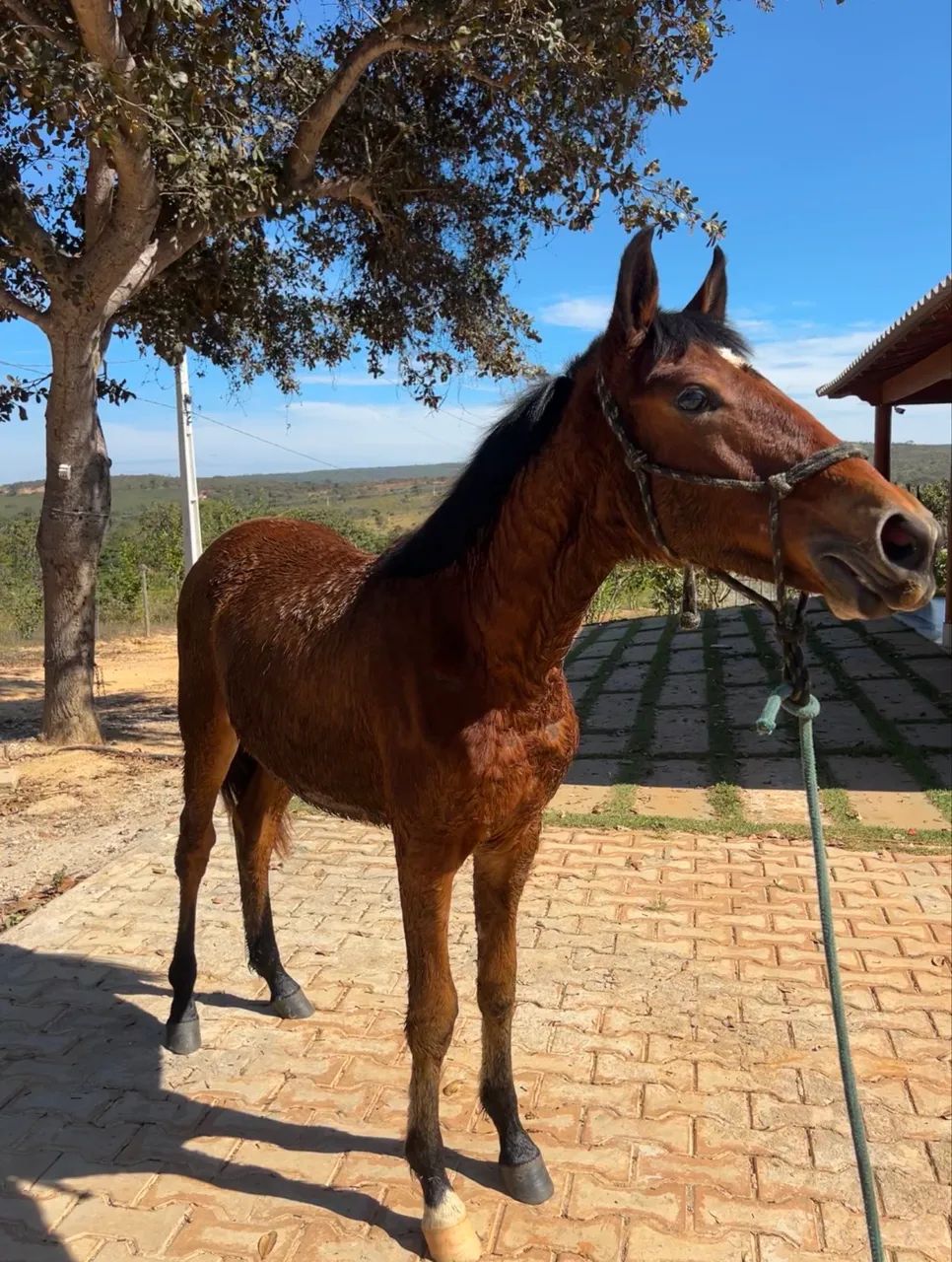 Potro mangalarga marchador  - Foto 4