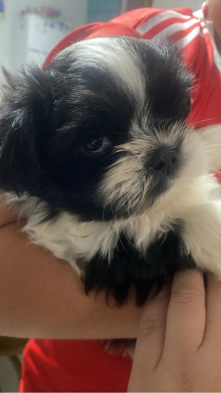 Cachorro