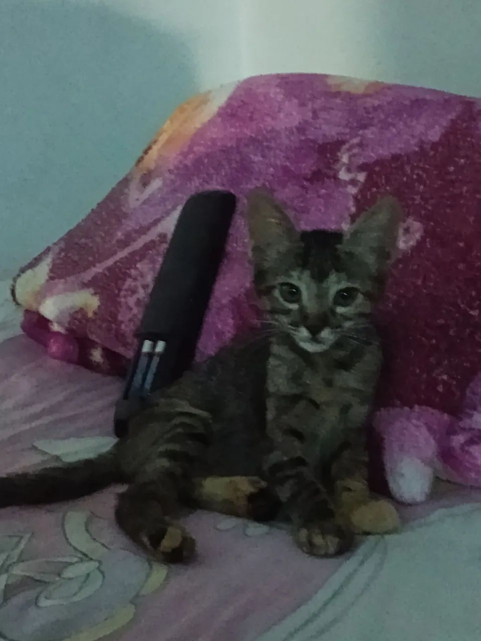 Gata para doação 