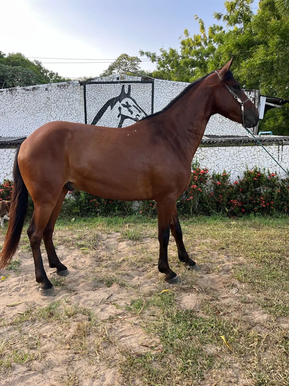CAVALO CASTANHO SHOW DE MARCHA PICADA - Foto 2