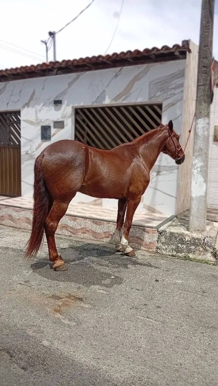 Cavalo  - Foto 2