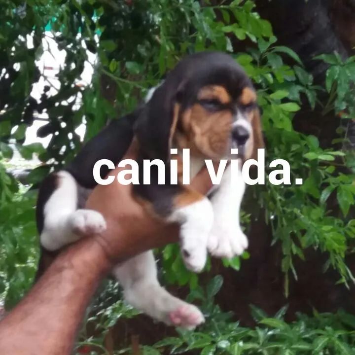 Beagle 13 polegadas com pedigree disponíveis para venda  - Foto 4