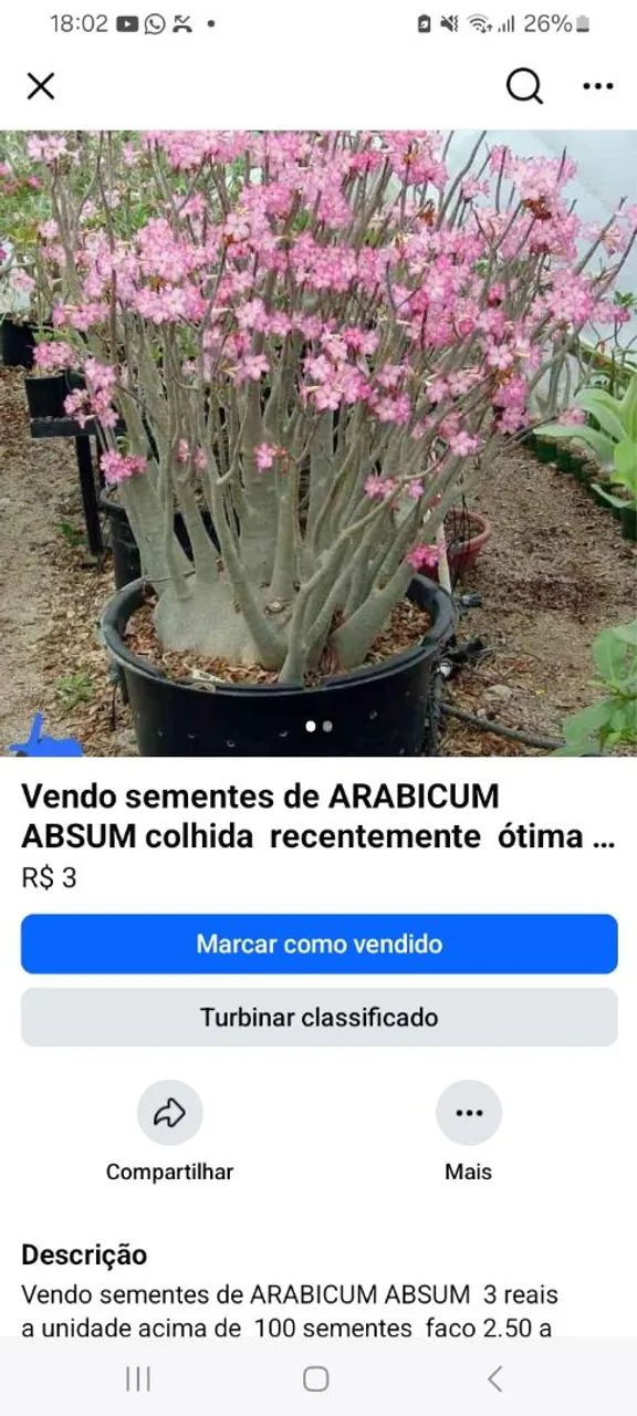 Vendo sementes de  Rosa do deserto ARABICUM ABSUM 