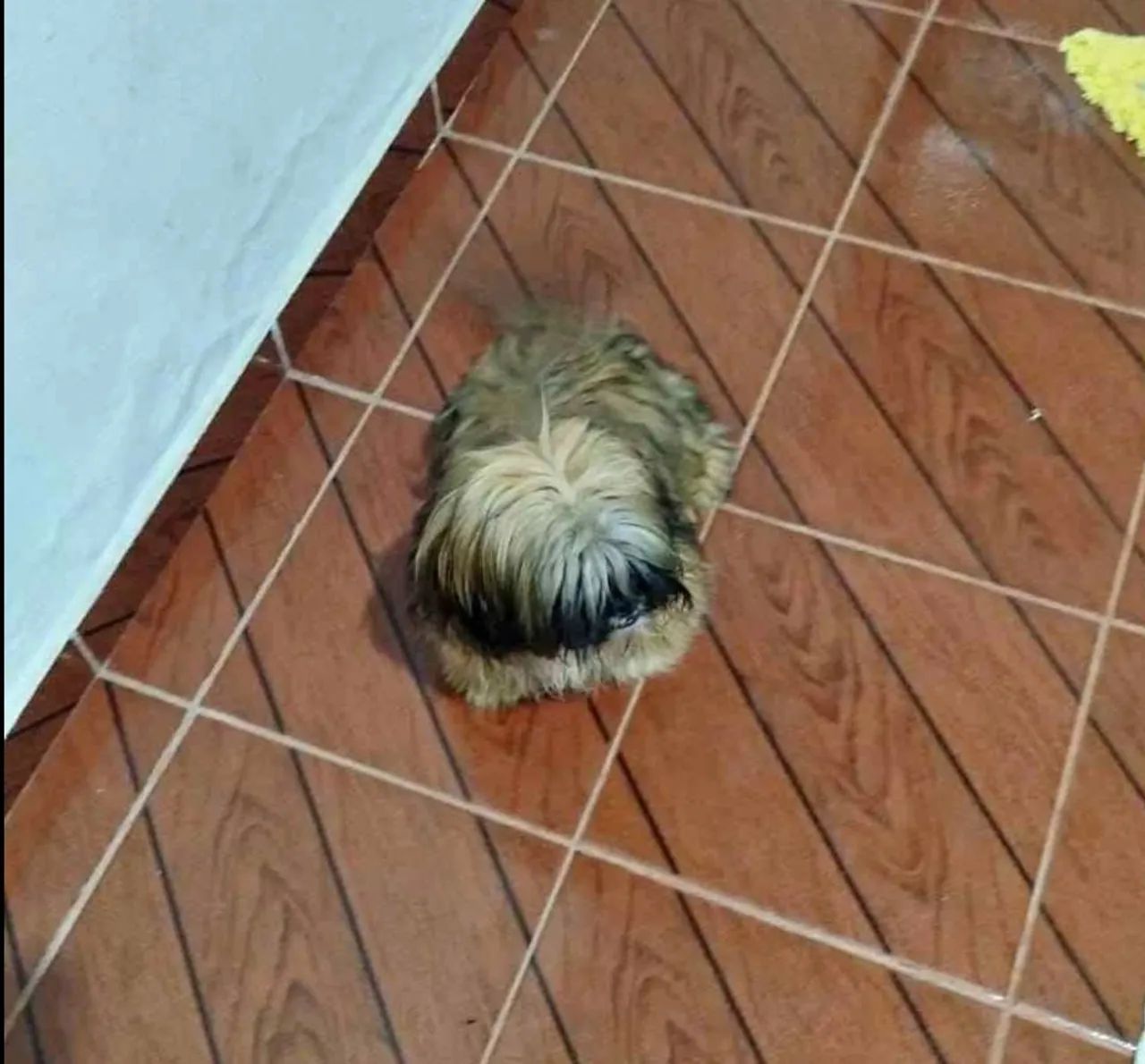 Doando Dois Shitzu machos. - Foto 2