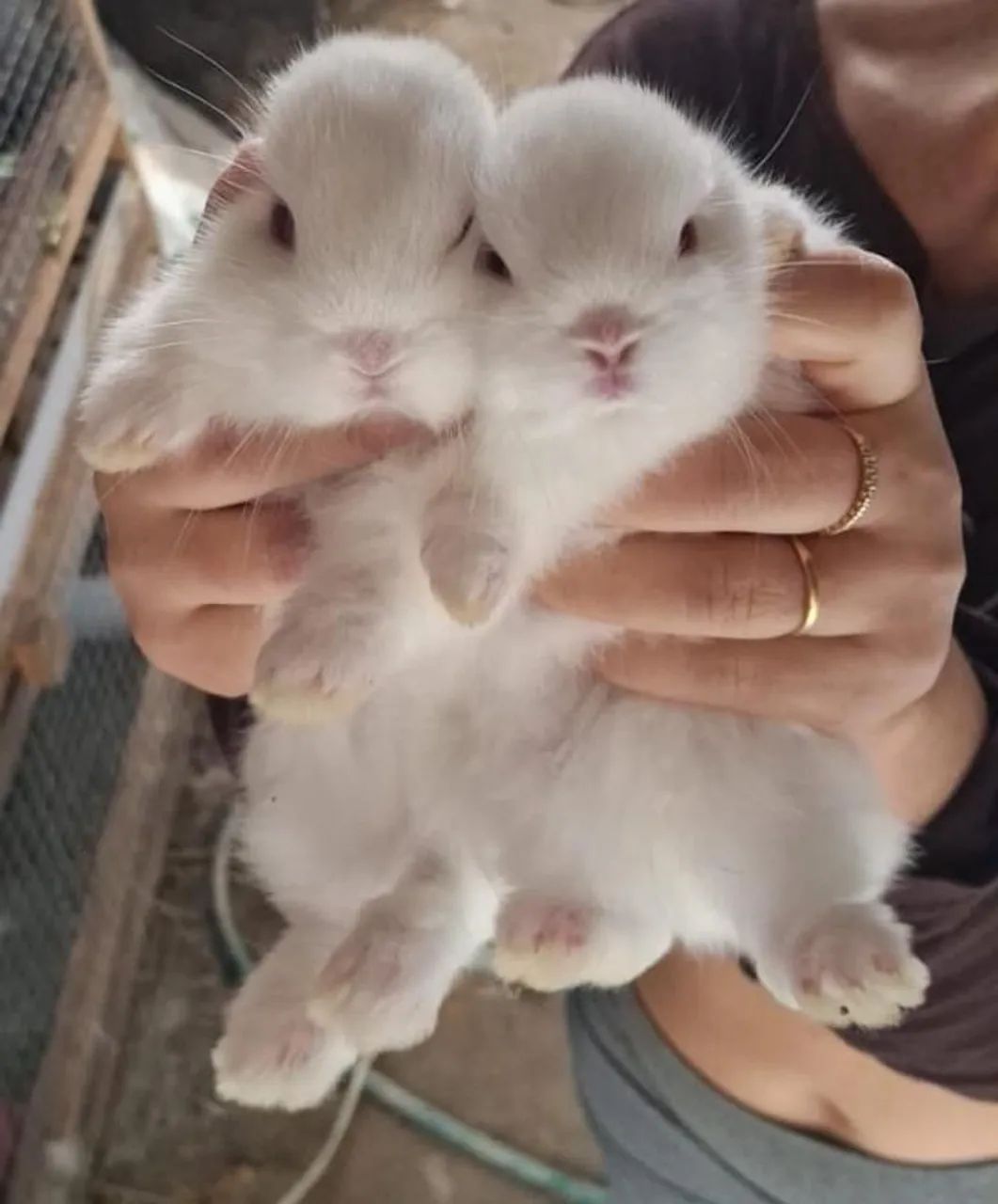Casal de Coelhos Mini Netherland