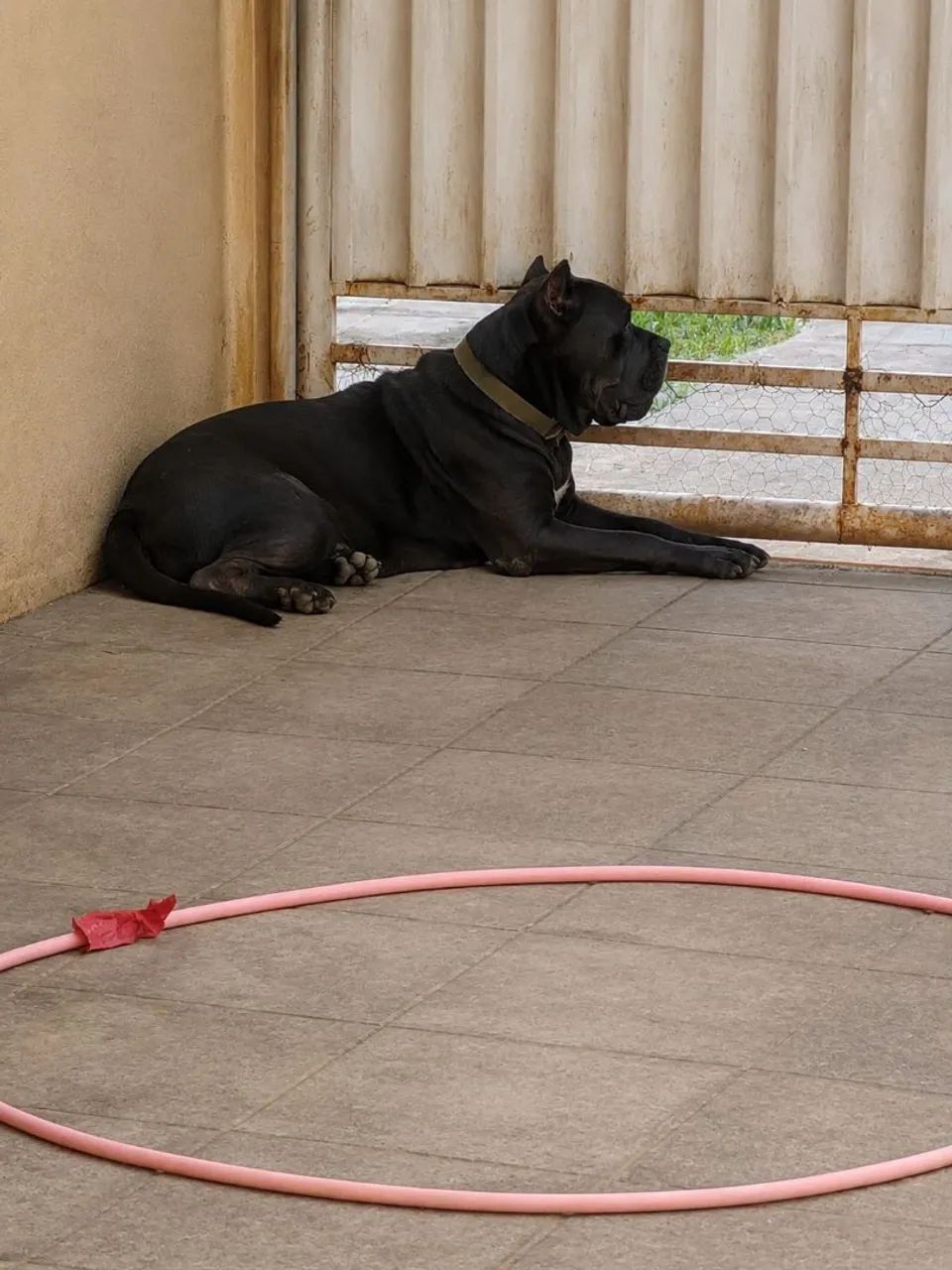 Filhotes de Cane Corso  com 31 dias  - Foto 2