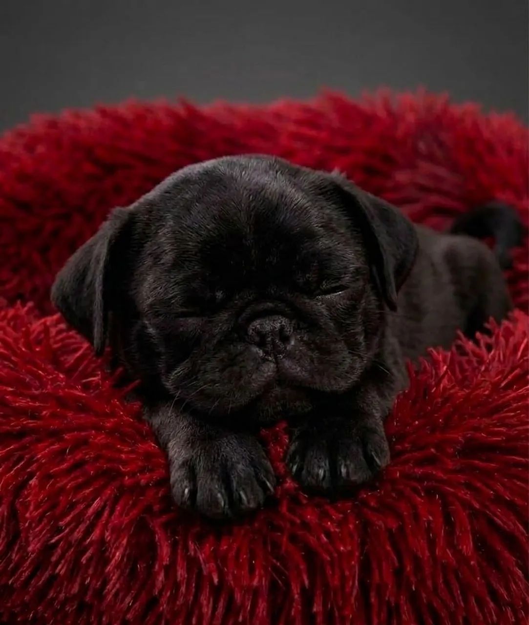 Pug fêmea black  - Foto 2