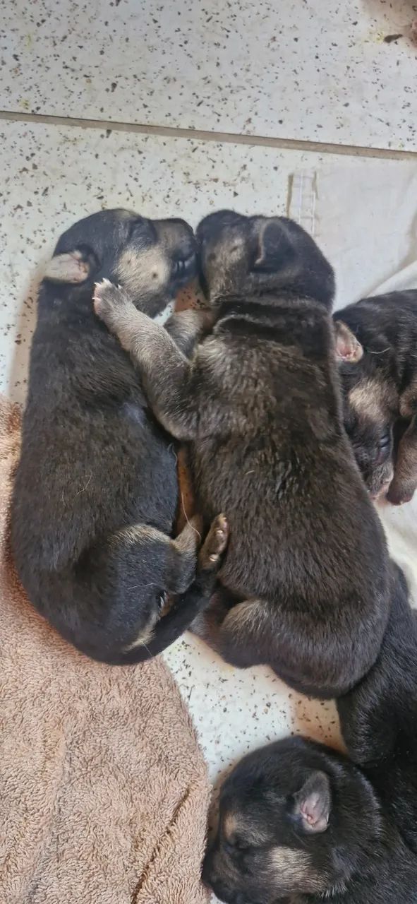 Cachorro 