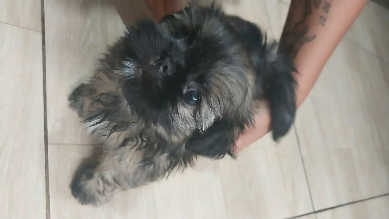 Shitzu Mini - Foto 2