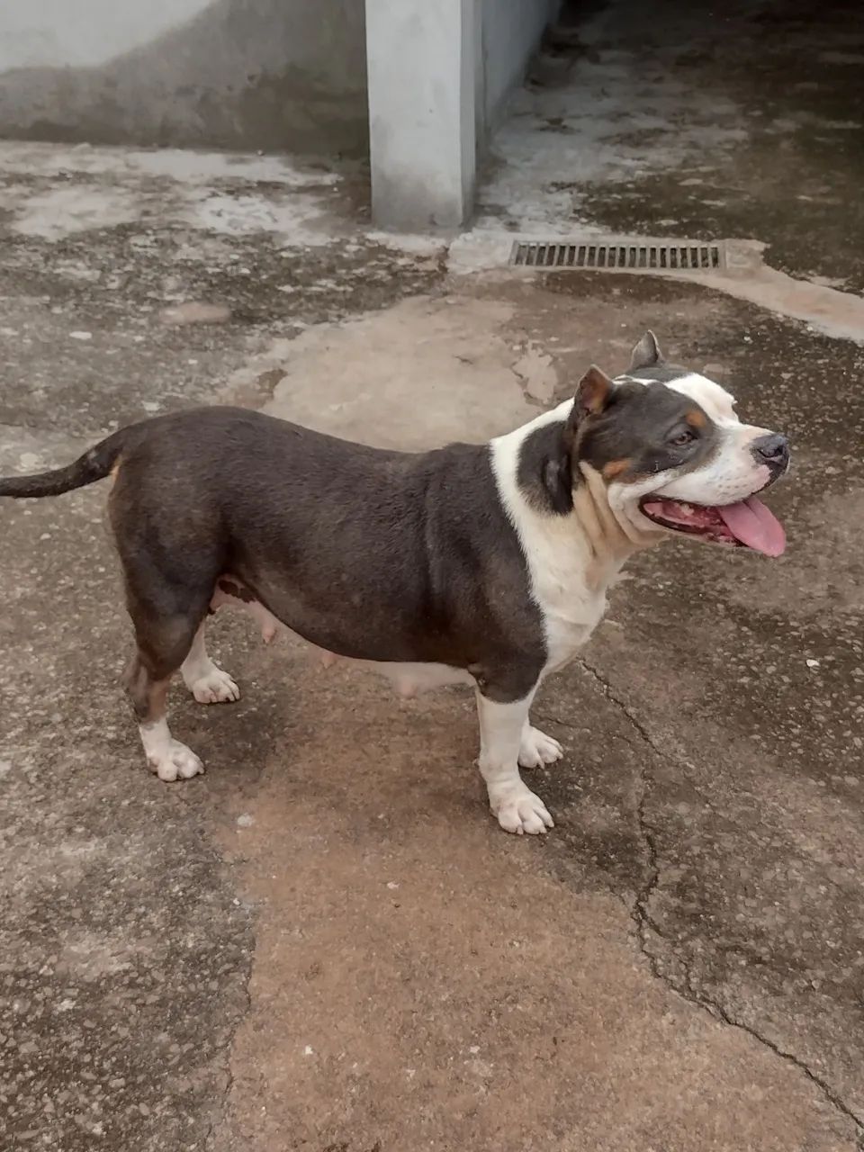 Pitbull  - Foto 2