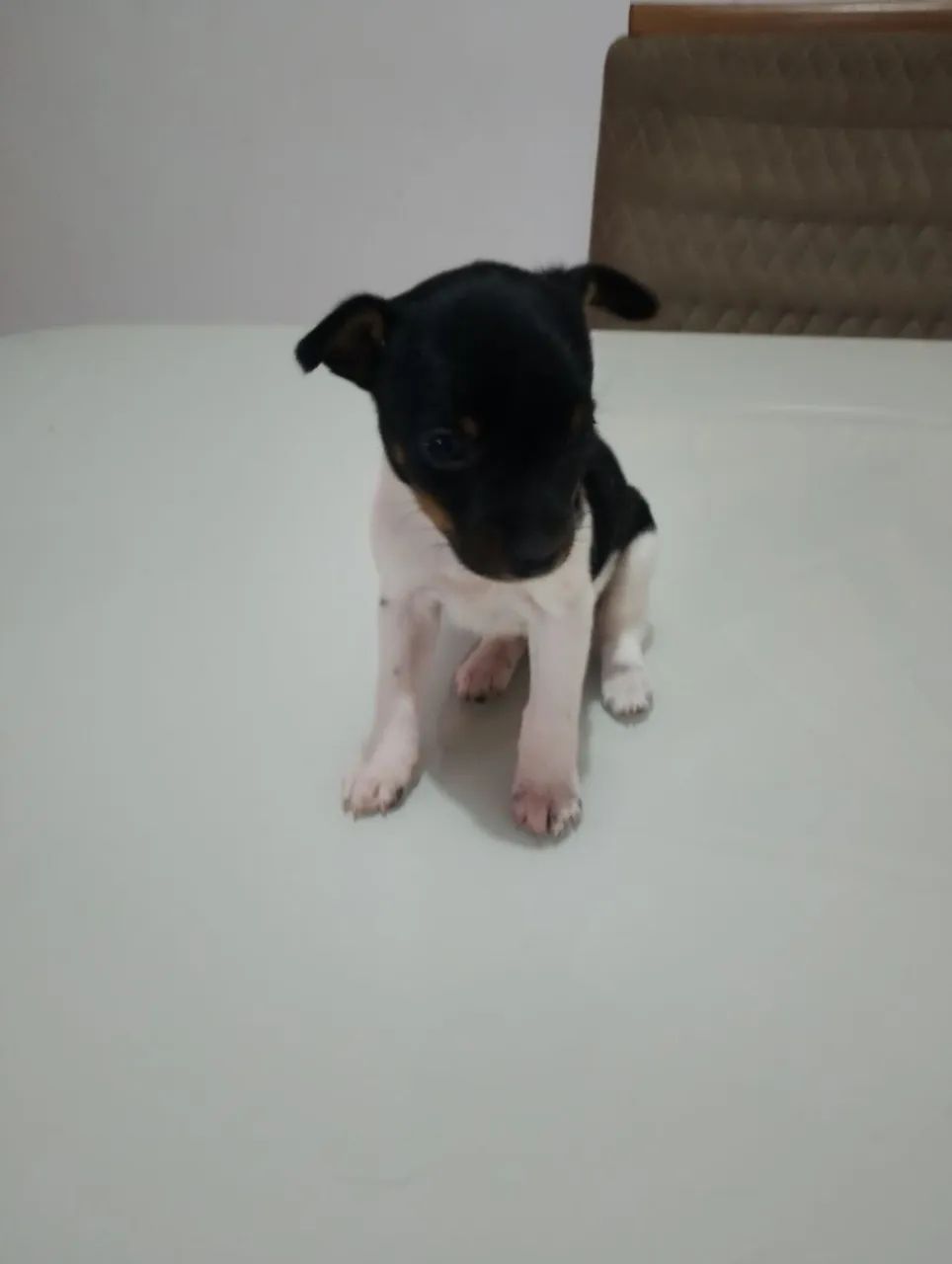 PINCHER N'01 - Foto 2