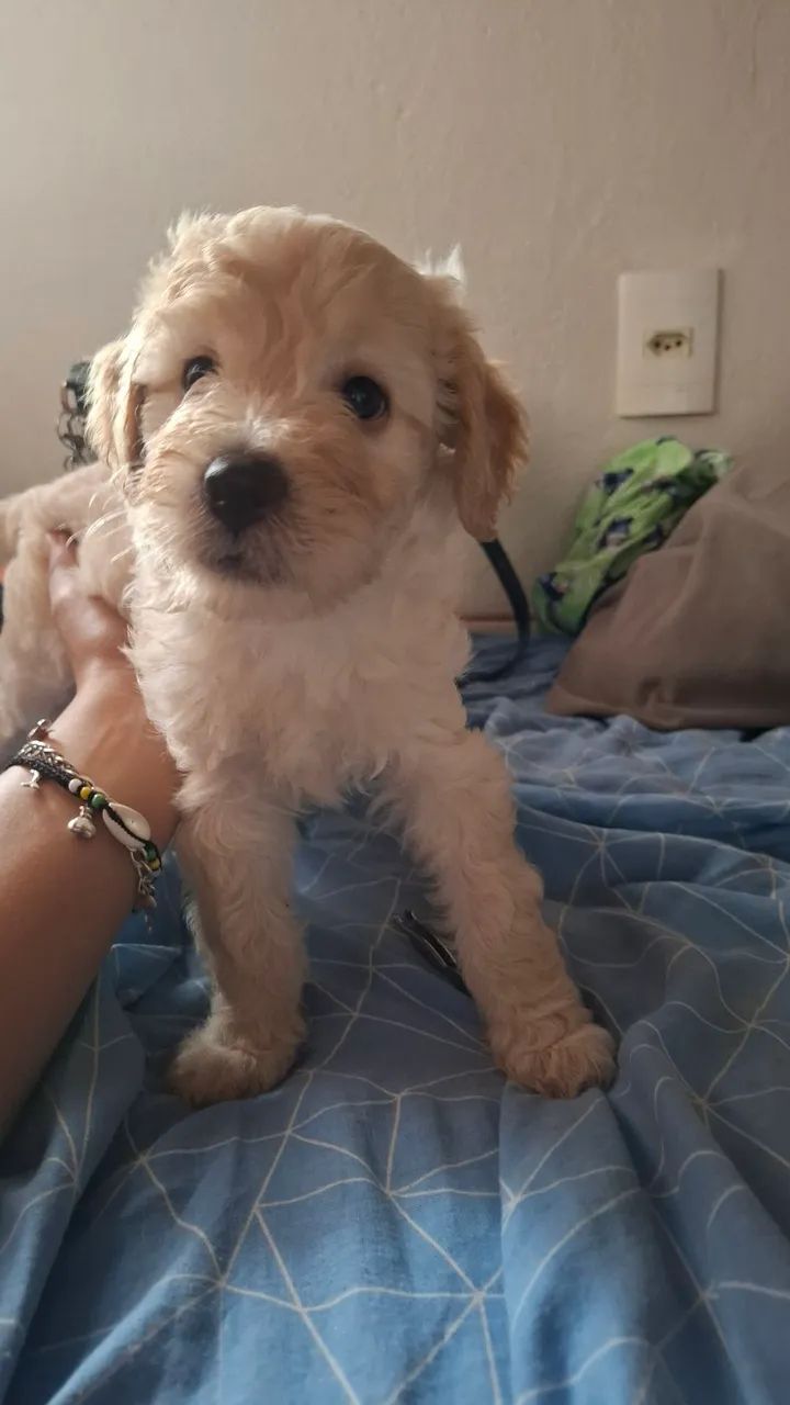 Poodle - Foto 4