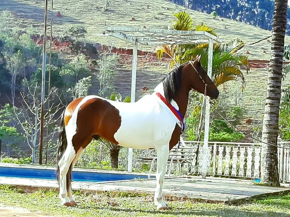 Vendo Cavalo e Égua  - Foto 2